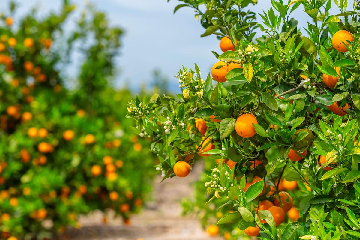 Fruitbomen voor elke tuin: Een gids voor een lekkere oogst