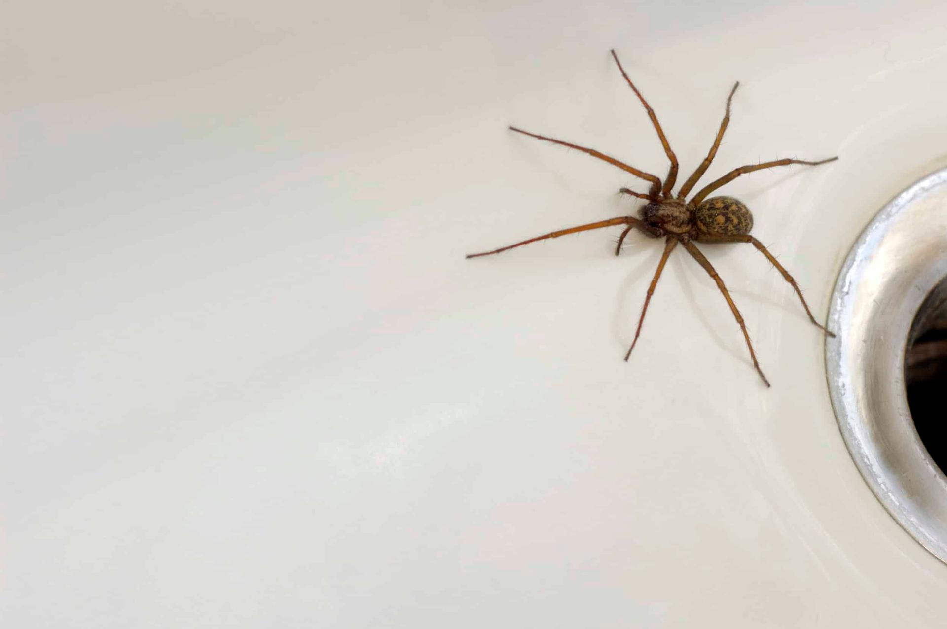 Spinnen in huis: vriend of vijand?