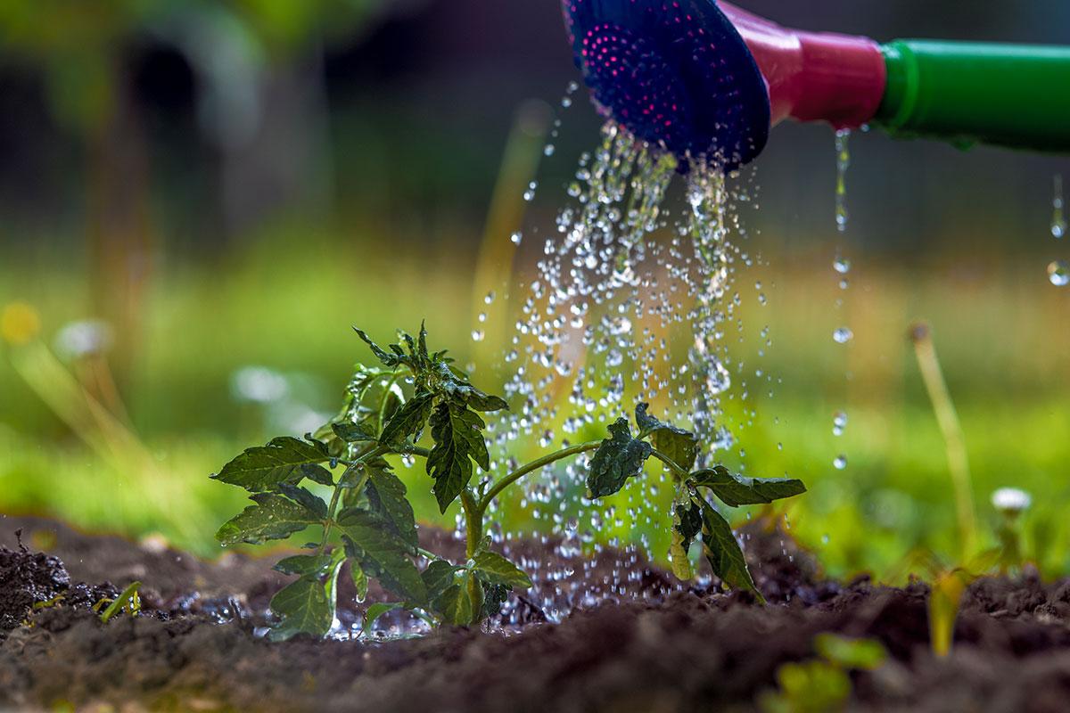Hoe geef je je tomatenplanten het juiste beetje water?
