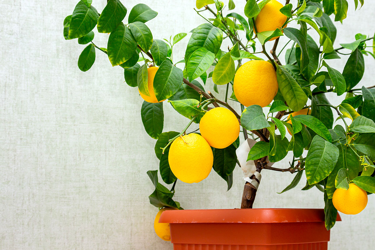 Container gardening: een praktische en esthetische oplossing voor beperkte ruimte