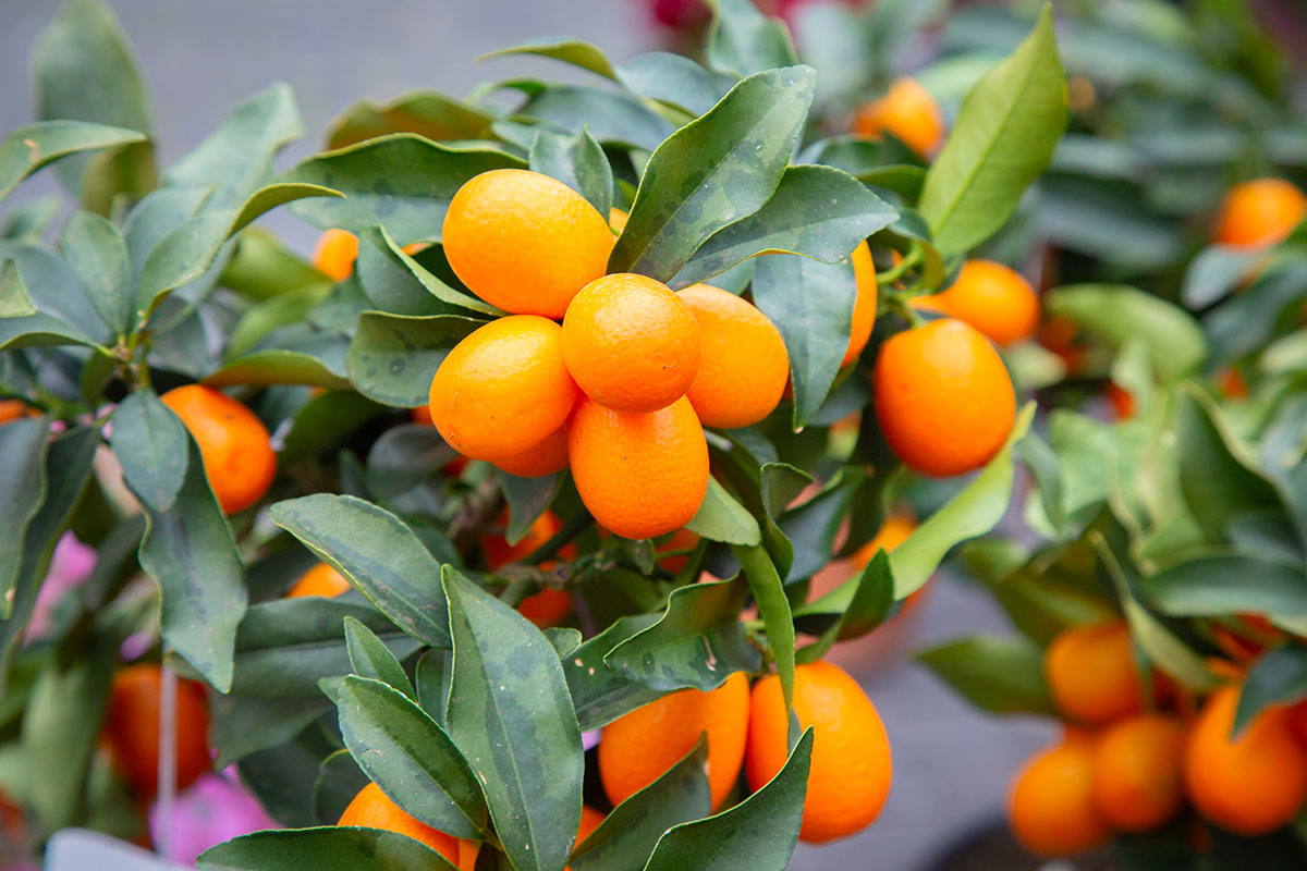 De kunst van het vermeerderen van fruitbomen