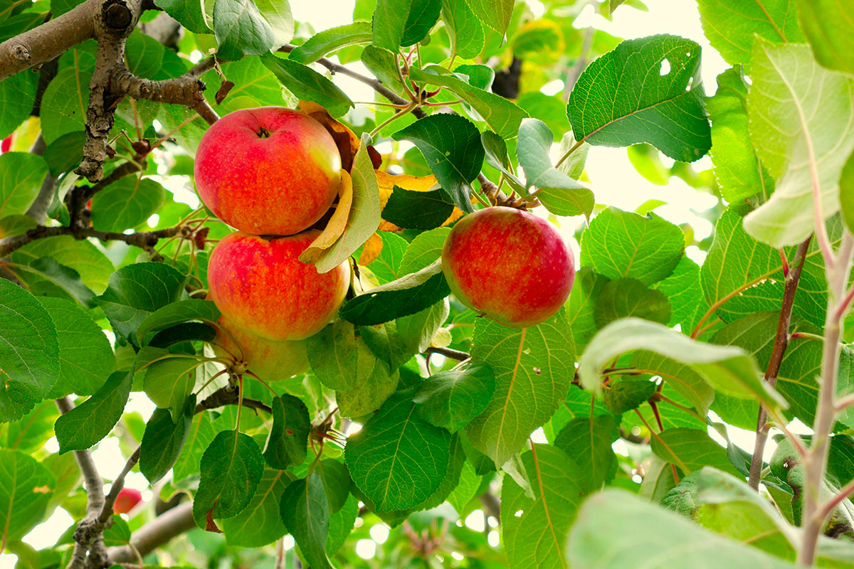Het nut van gezelschapsplanten bij appelbomen
