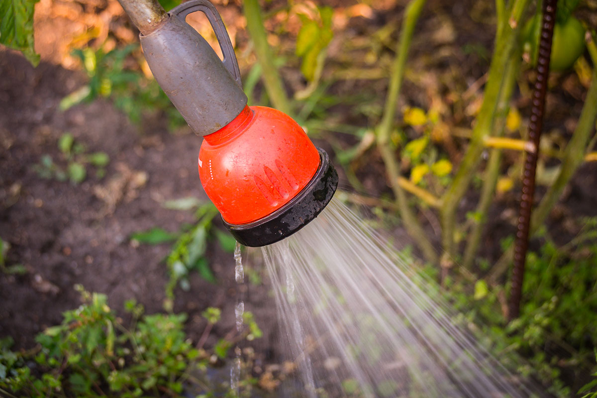 De kunst van het water geven: zo blijft je groentetuin in topvorm
