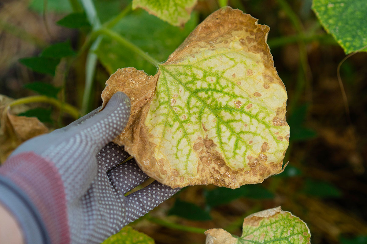 Gele bladeren bij komkommerplanten: oorzaken en oplossingen