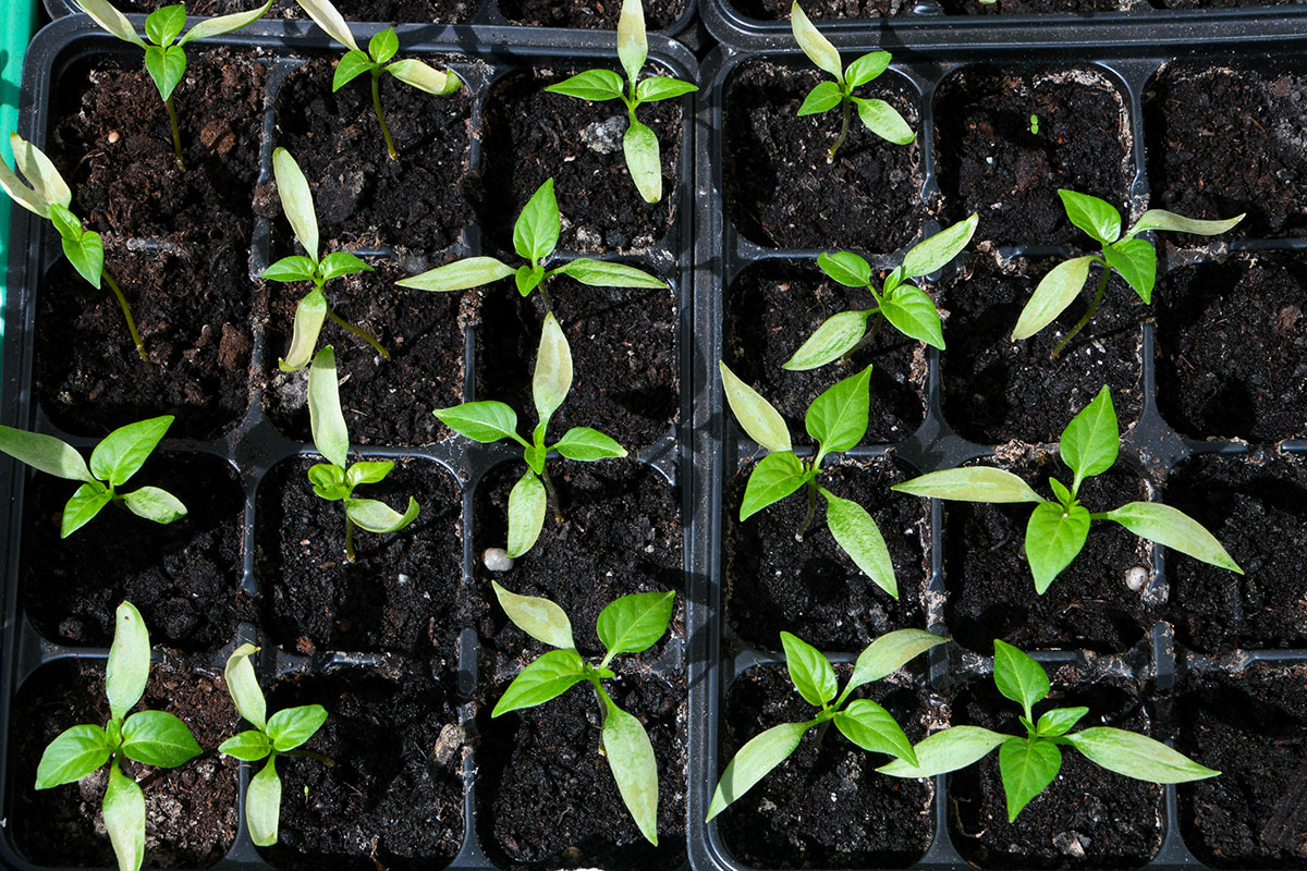 Het kweken van planten: Zaad versus stekken