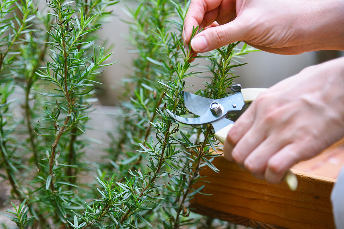Help je rozemarijnplanten groeien met één simpele toevoeging aan de grond