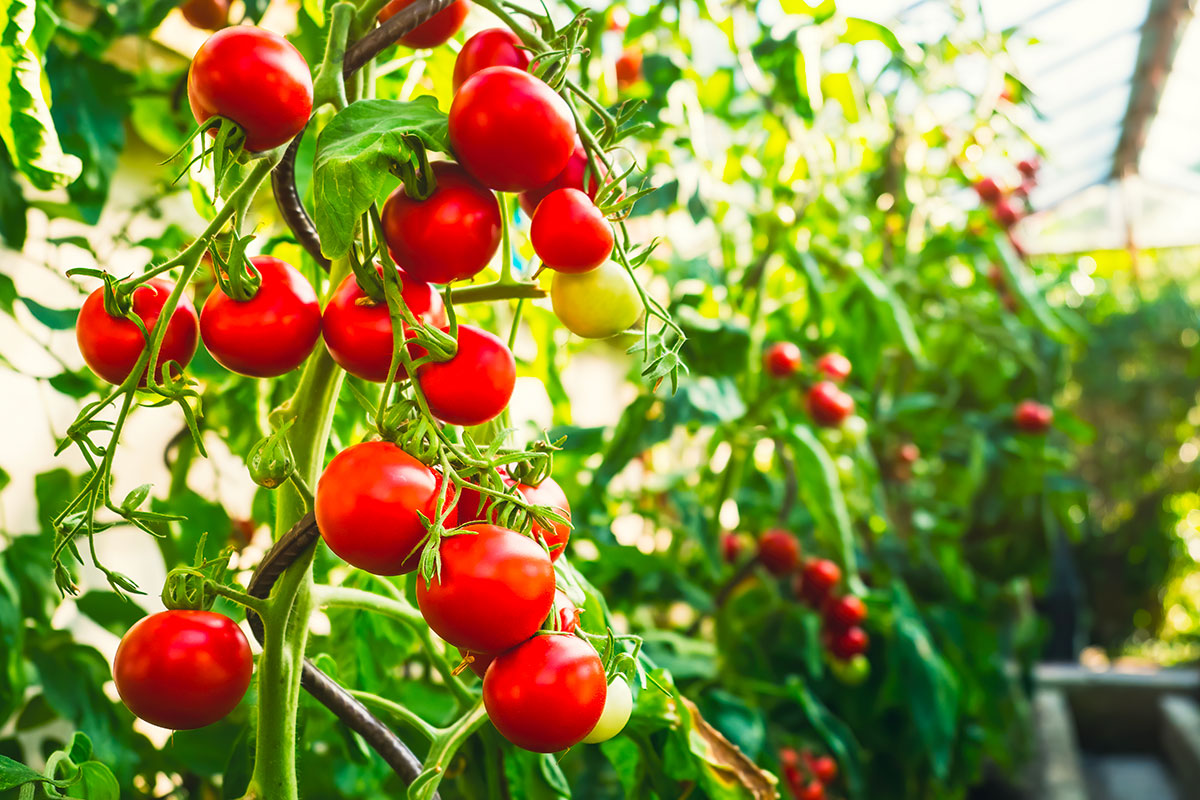 Hoe baking soda de gezondheid van je tomatenplanten een boost kan geven