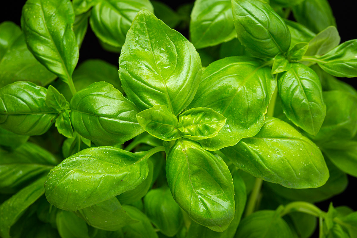De voordelen van basilicum in de tuin