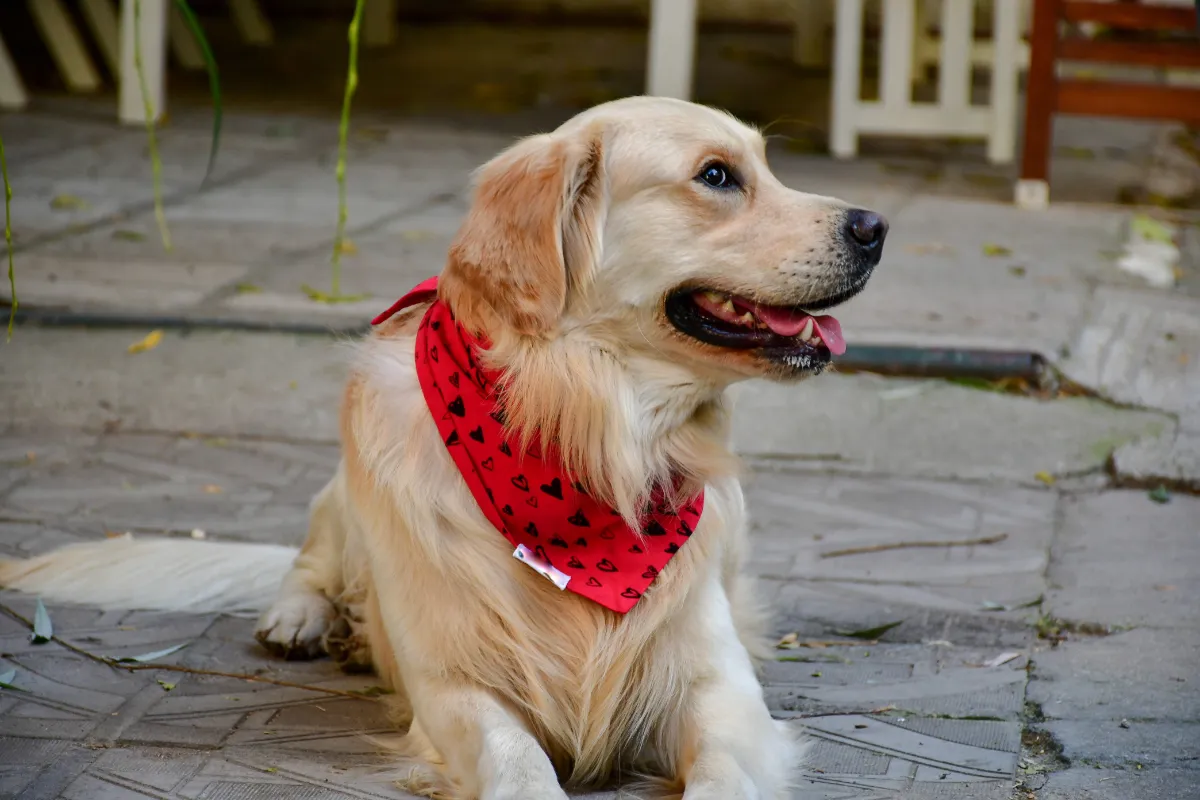 De emotionele band tussen mens en hond: een diepe connectie