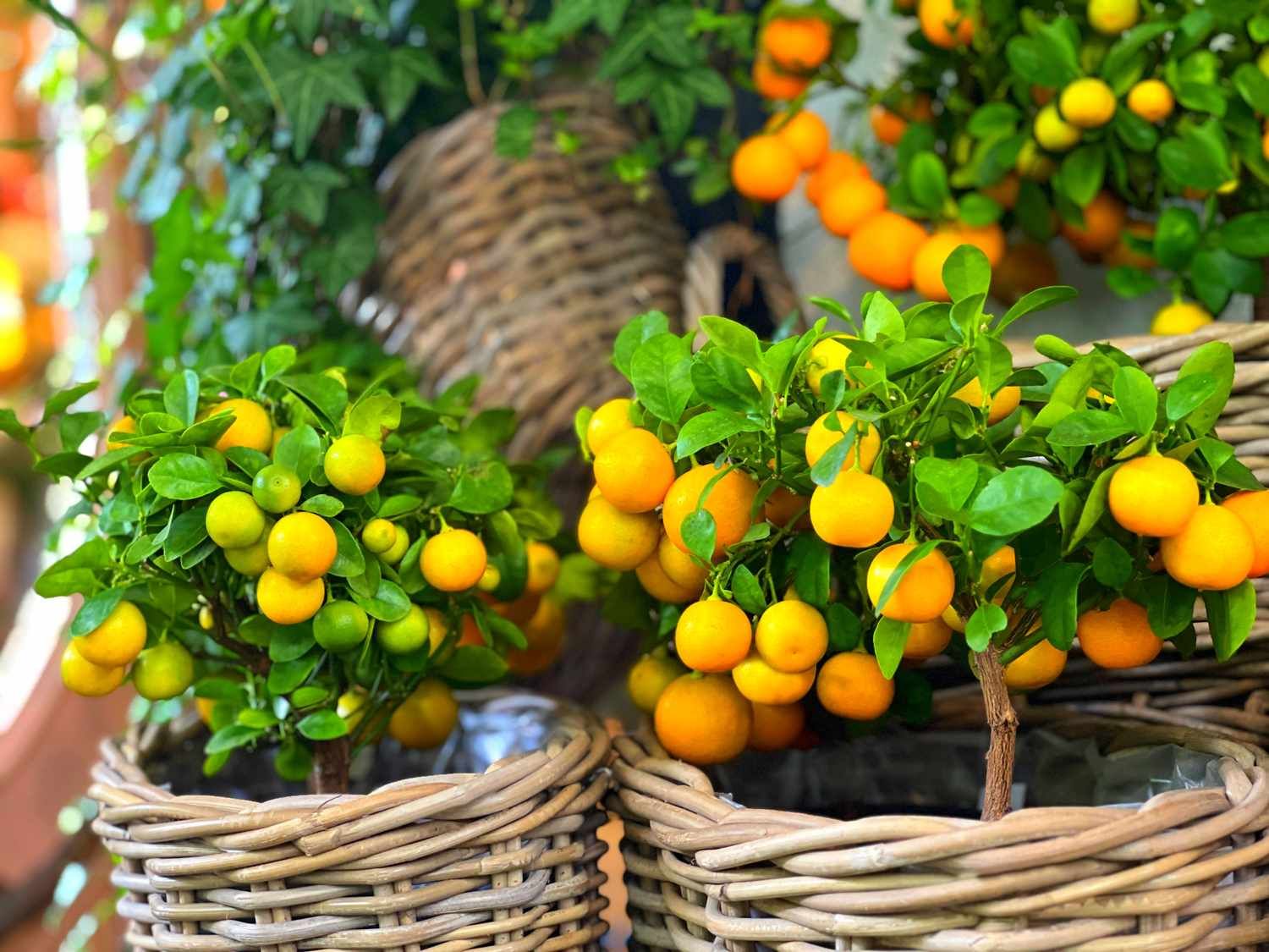 Groeiende populariteit van fruitbomen in de tuin
