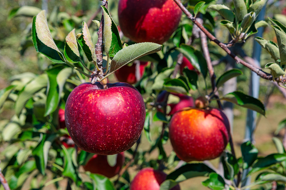 De juiste plek vinden voor fruitbomen: een handige gids