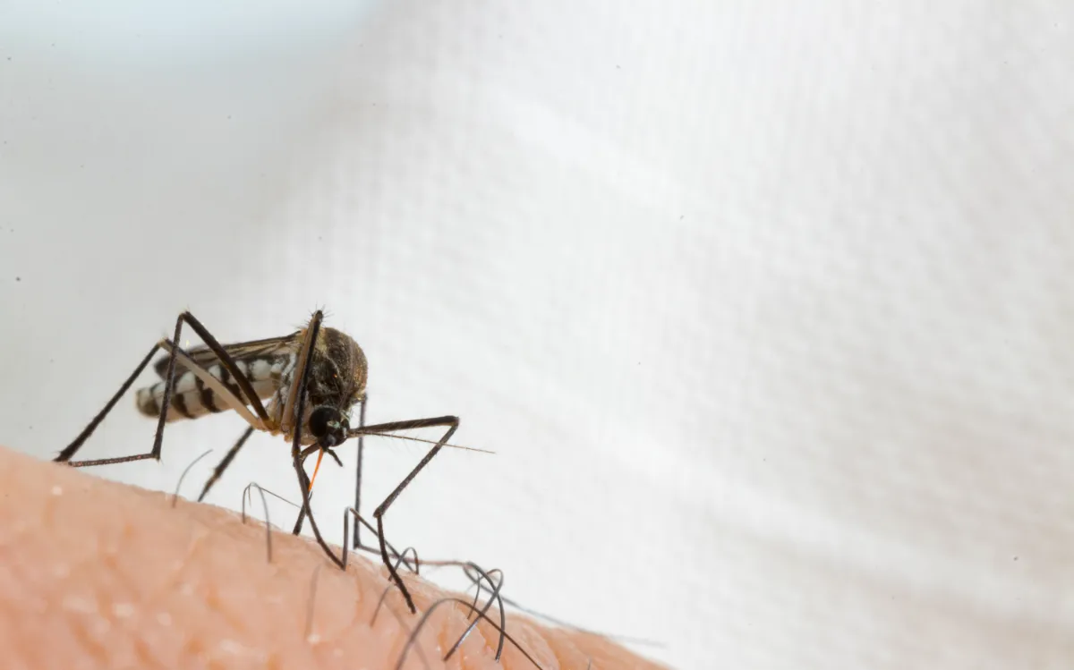 De opmars van de tijgermug in Frankrijk: een groeiend gezondheidsrisico