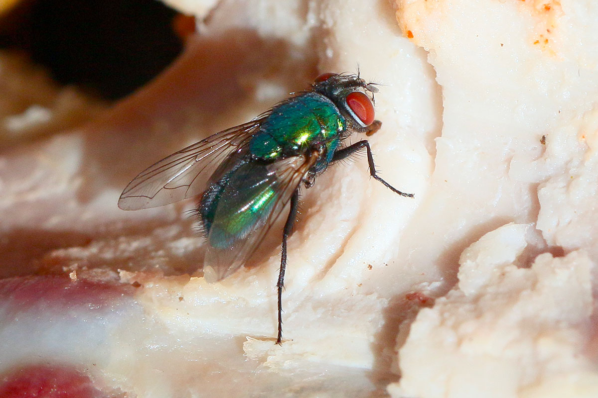 Vliegenoverlast in de zomer: natuurlijke oplossingen voor een fris huis