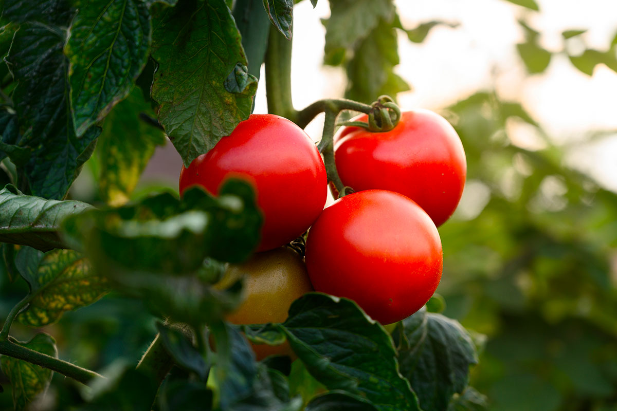 Het gebruik van zuiveringszout op tomatenplanten: een natuurlijke weg naar gezondere oogst