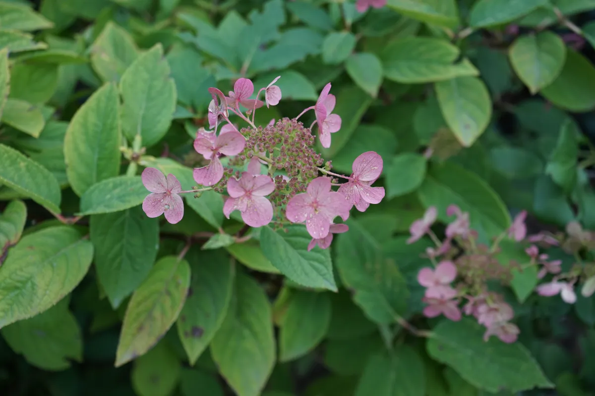 Hoe om te gaan met winter- en vorstschade aan hortensia's