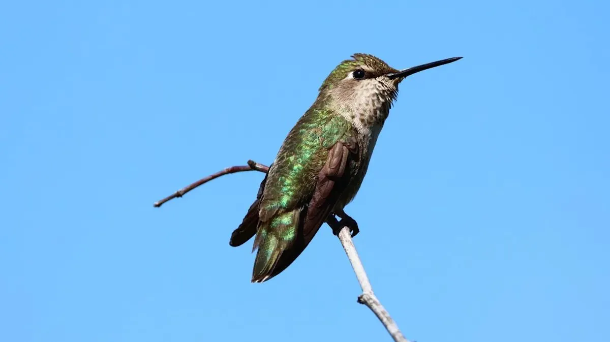 Hoe je kolibries naar je tuin kunt lokken