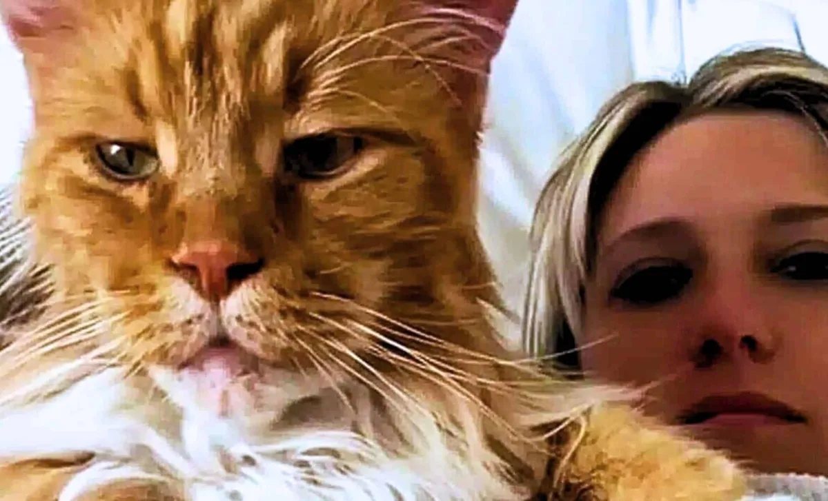 Finn de Maine Coon: De reusachtige ster van San Carlos