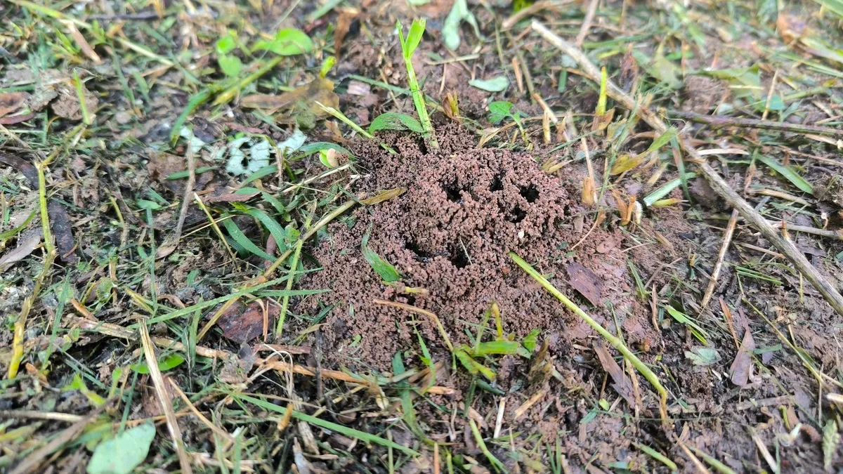 De strijd tegen mierenheuvels in de tuin