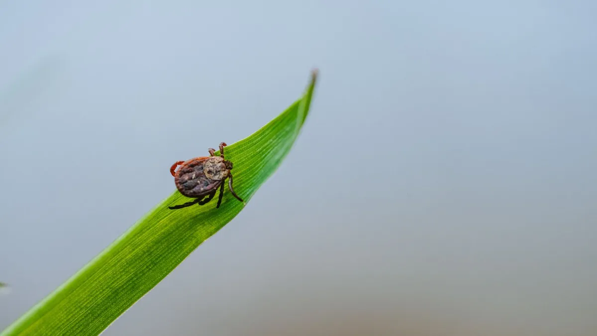 Hoe je teken in de tuin bestrijdt