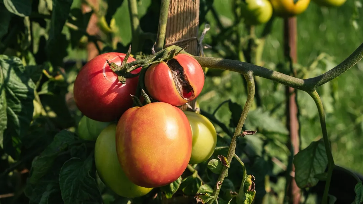 Hoe gespleten en gebarsten tomaten voorkomen