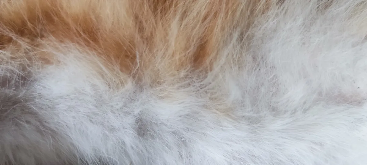Heropleving van de wolharige mammoet: een stap dichterbij